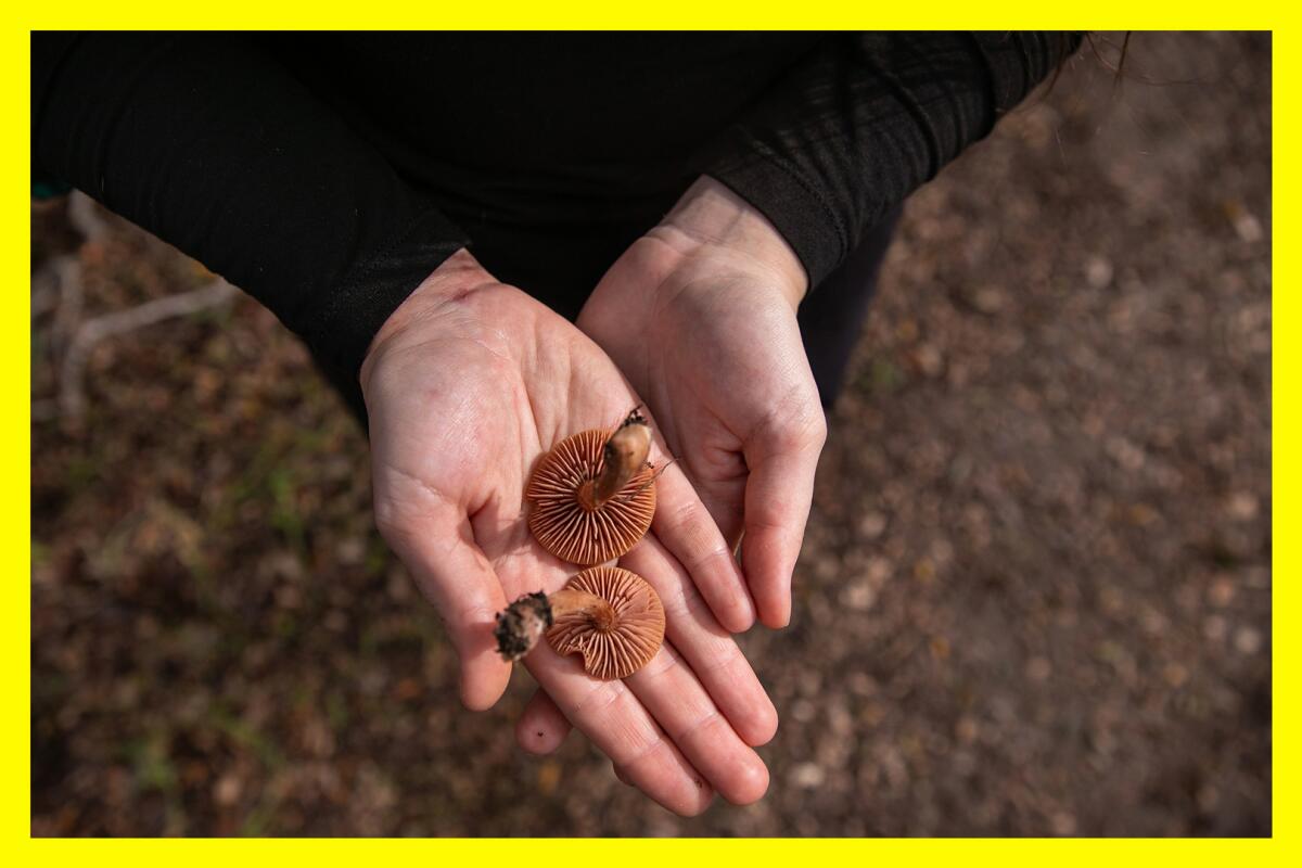A person holds mushrooms with open palms.