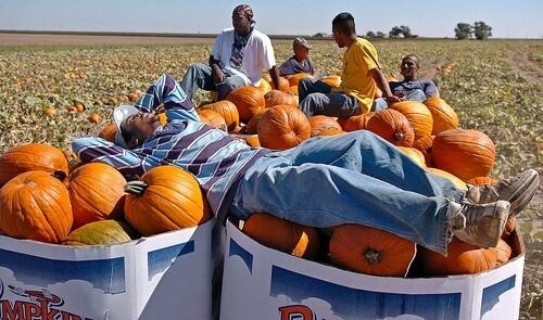farmers on pumpkins