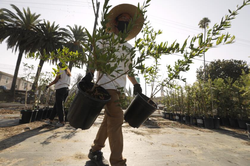 WATTS, CA - AUGUST 26, 2021 - - Gama, Urban Forestry Specialist with North East Trees, loads up a truck with trees the group plans to deliver to residents in Watts on August 26, 2021. The trees are stored at Amigos Nursery in Los Angeles. Members of North East Trees help plant and maintain trees in the western part of Watts to eventually bring more shade for residents and to reduce heat in these neighborhoods. They have planted over 1,500 trees. They also delivered several trees to residents who requested one. These residents are responsible to plant their own trees and are given directions on best place to plant the trees and how to maintain care of it. (Genaro Molina / Los Angeles Times)