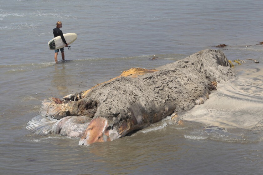 A surfer walks past the carcass of the 22-ton humpback whale named Wally that washed up on an Encinitas beach over the weekend. The carcass was cut up and removed Monday.