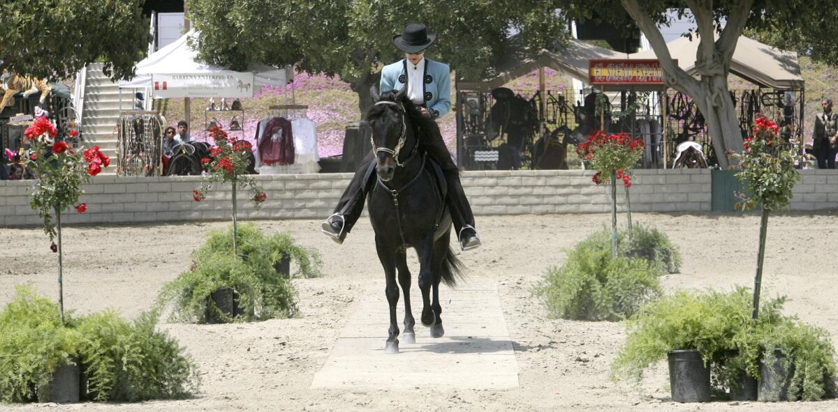 In this 2008 file photo, K.K. DuBois rides Pretencioso De La Virginia at the Fiesta of the Spanish Horse fundraising event at the L.A. Equestrian Center. They won Grand Champion of Fino Stallions at the event.