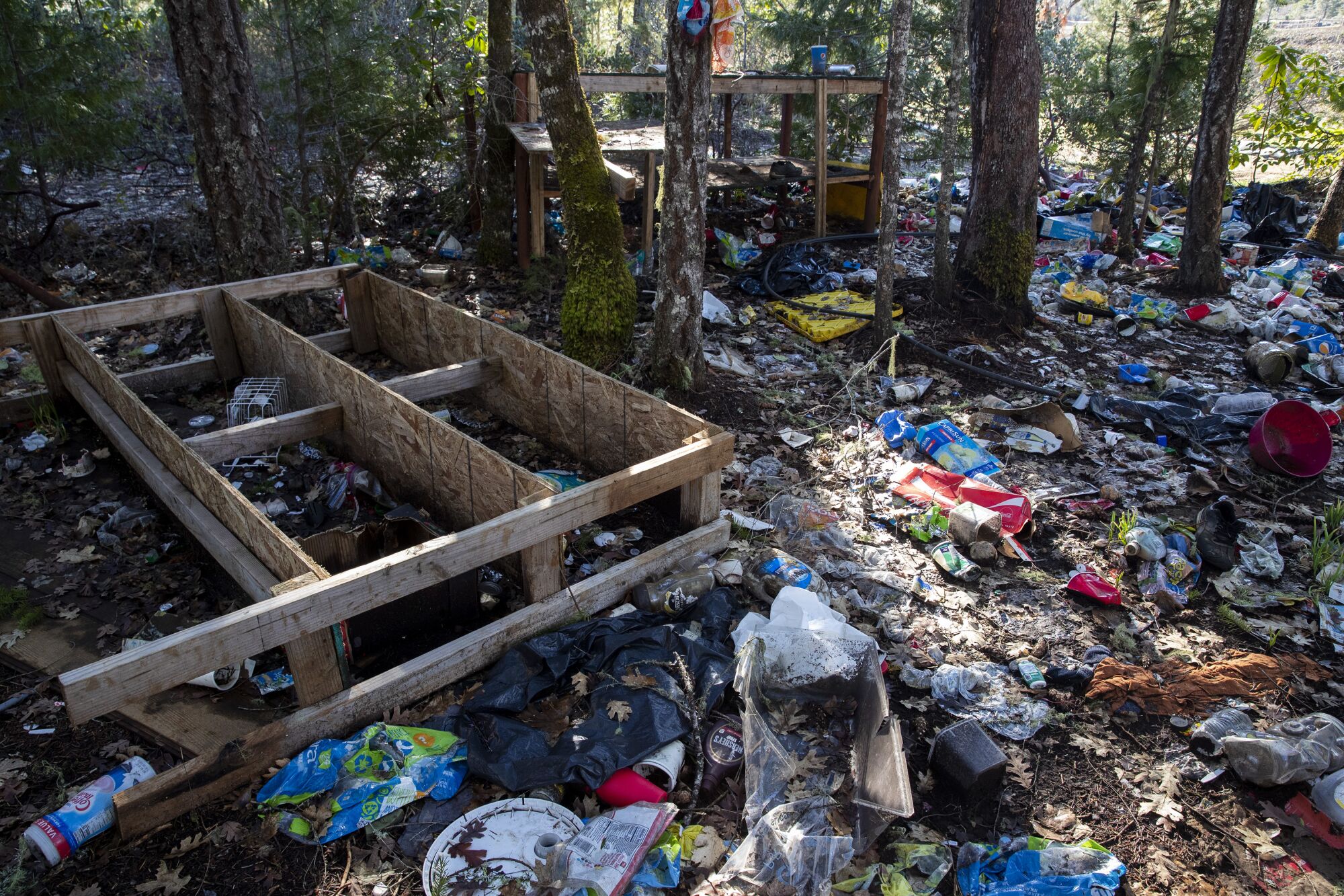 Trash covers the forest floor at a massive encampment of cannabis workers.