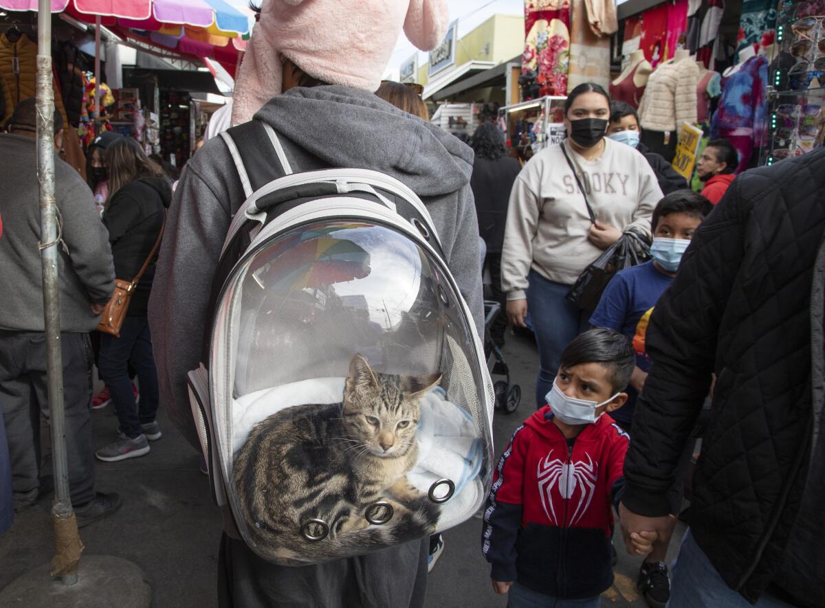 Matthew Meraz walks Santee Alley with his cat, Mowgli, on Dec. 20, while visiting with family members.