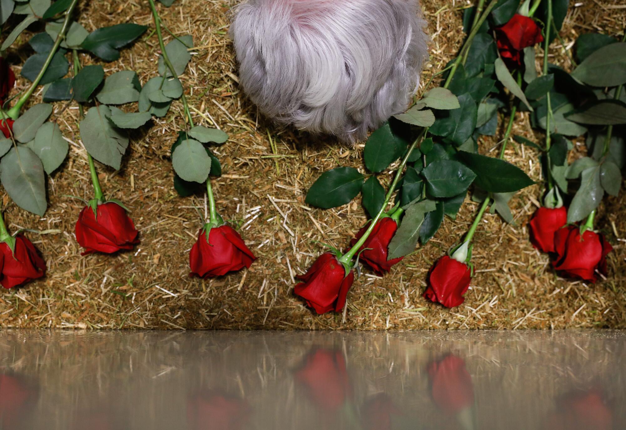 Roses atop a bed of alfalfa, surrounding the head of a deceased woman, whose hair is the only thing visible.