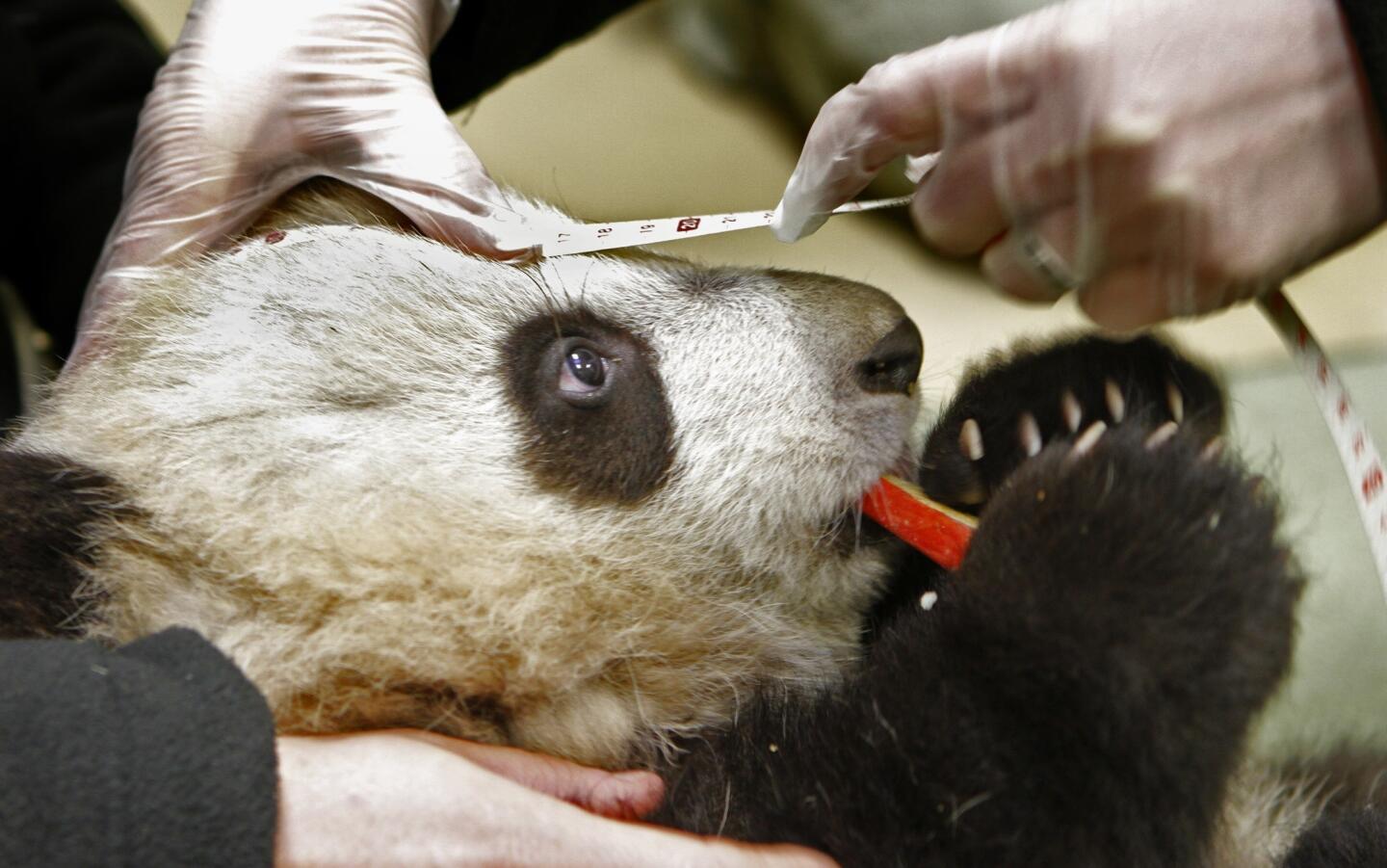Xiao Liwu tries to munch on a piece of apple as his head is measured during a weekly checkup at the San Diego Zoo.