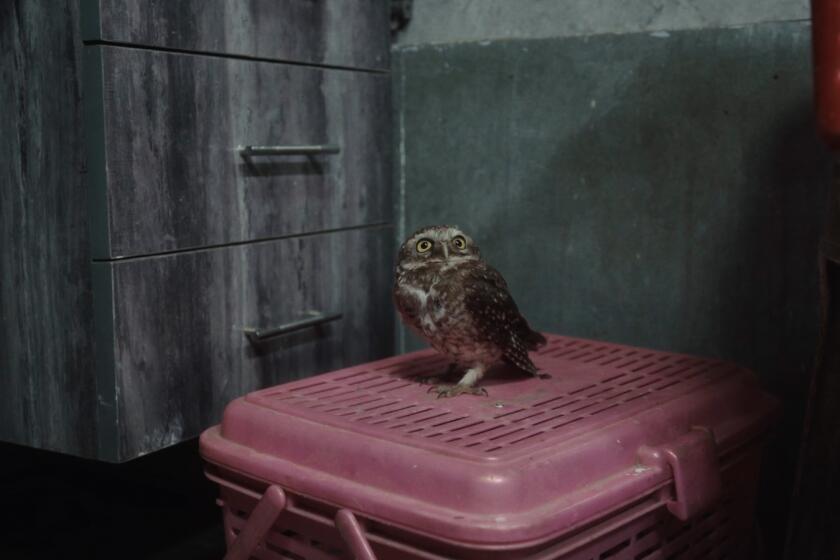 A baby owl in the documentary "All That Breathes."