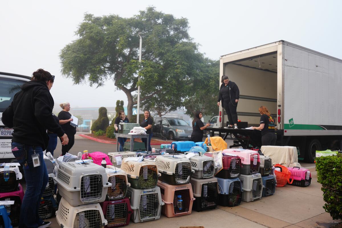 Más de 300 animales de la San Diego Humane Society son cargados en un camión 