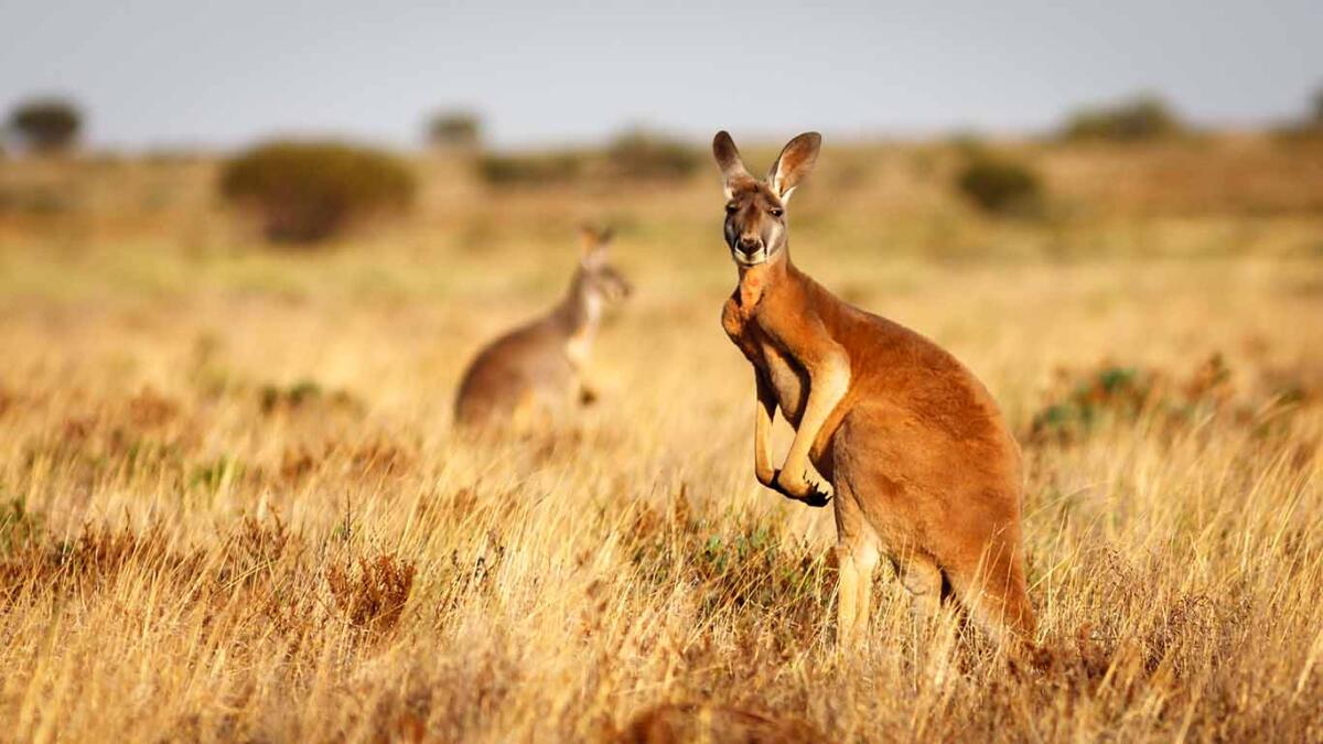 Red Kangaroo, Flinders Ranges National Park, South Australia