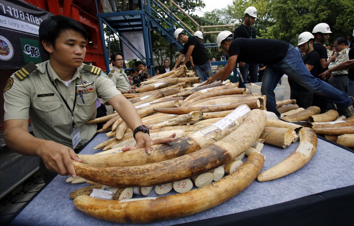 Thai officials arrange seized elephant tusks to be displayed before destruction in Bangkok, Thailand, in August.