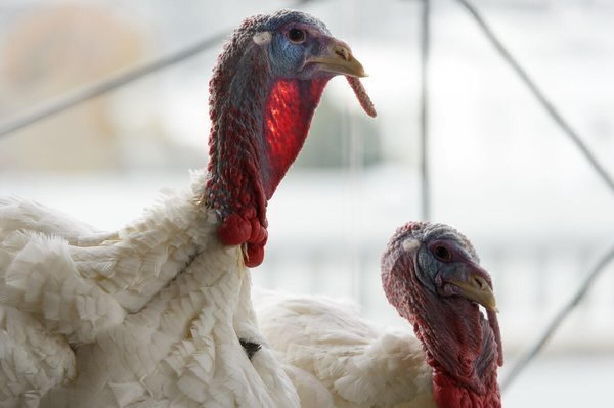 The National Thanksgiving turkey and its alternate are seen during a news conference at the W Hotel in Washington.