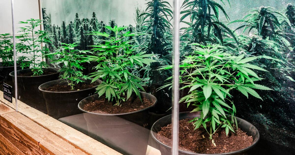 ¿Qué cambios trae 2025 en California? Nuevas leyes que impactan vivienda, salud y entretenimiento