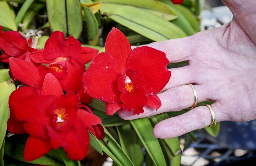 A compact red Cattleya orchid offers vibrant color in the shade house at Debby Halliday's home.