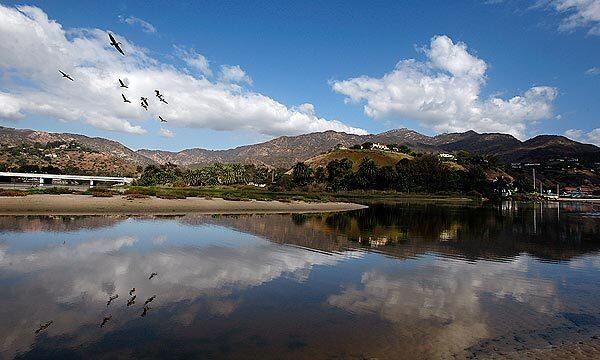 Pelicans sail over the Malibu Lagoon. The state's Coastal Commission will weigh a plan to spend $7 million to contour the lagoon, remove sediment and replant its banks with native plants. Most conservationists favor the plan, but some disagree over the need for it, and some residents of nearby Malibu Colony are opposed.