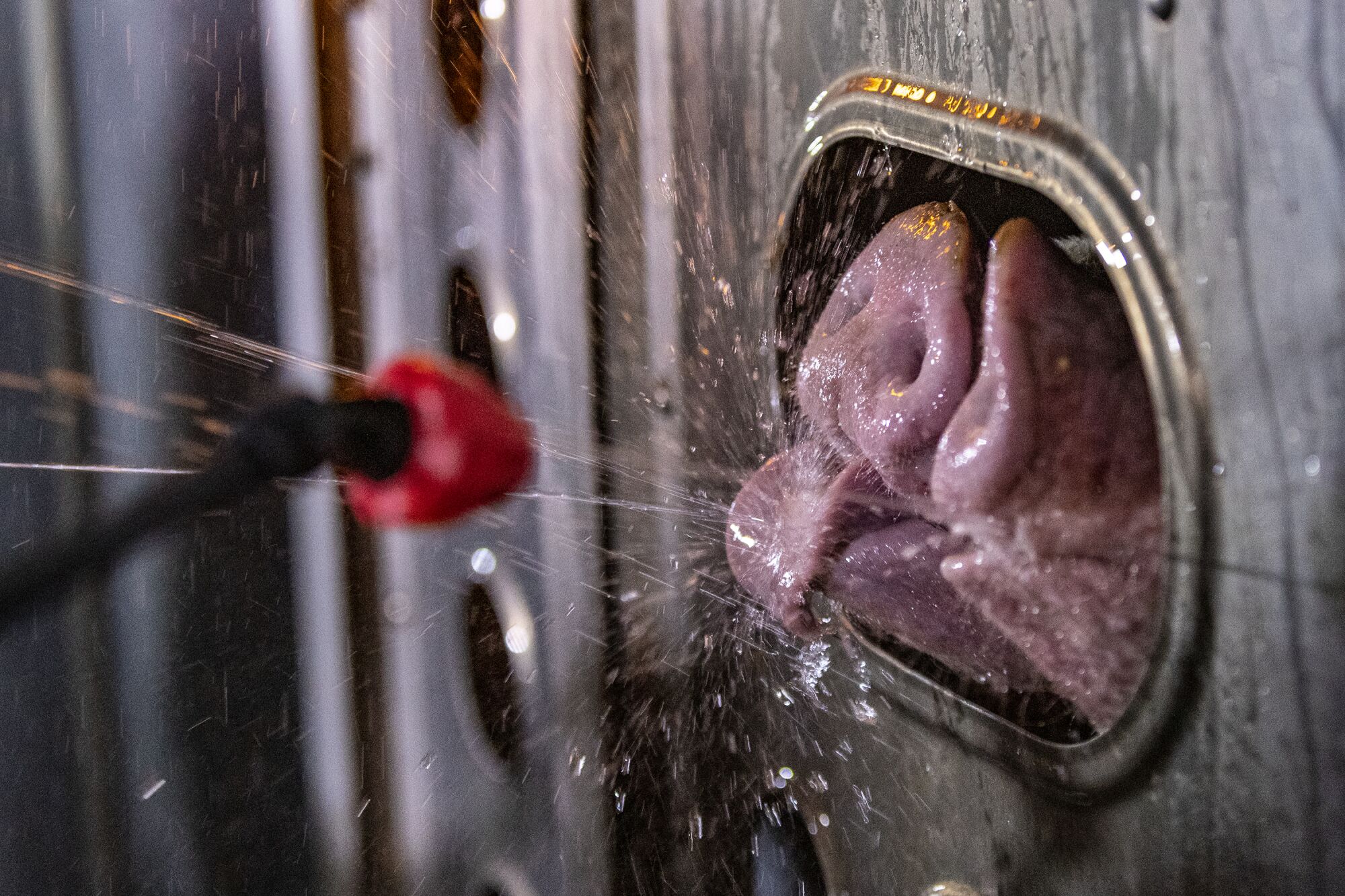 A pig laps up water through an opening of the cage.