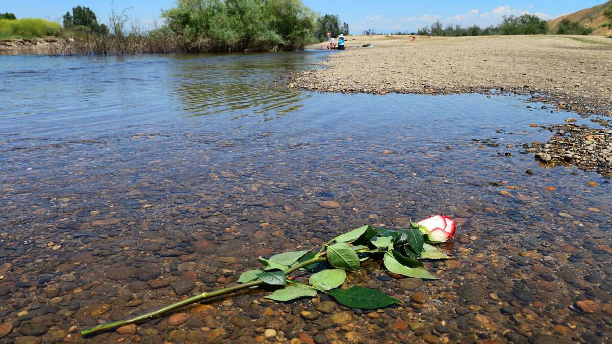 A rose lies in the shallow water on the bank of the San Joaquin River near the spot where Neng Thao drowned. (Craig Kohlruss Fresno Bee)