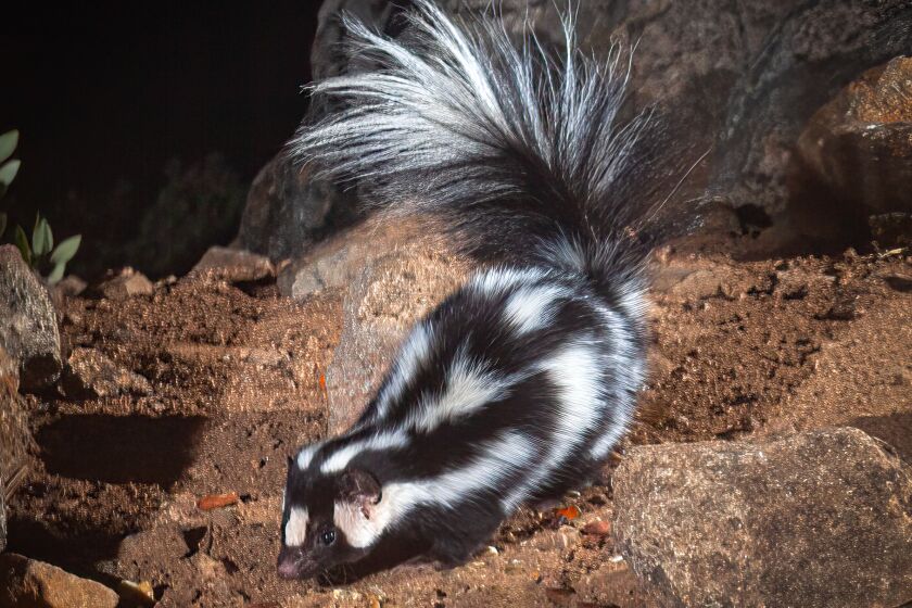 Ernie the spotted skunk in a wild area near the U.S. Forest Service Los Pinos Fire Lookout near Lake Morena.