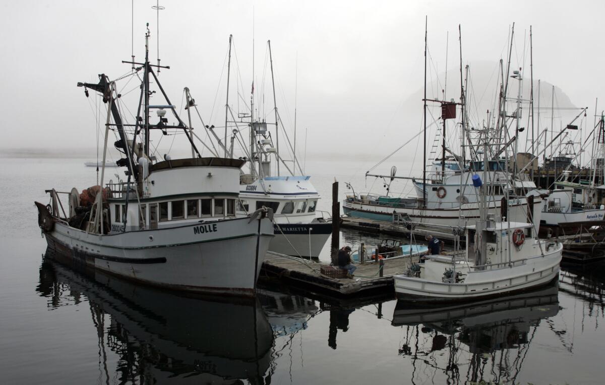 Fishing trawlers in Morro Bay will have more opportunity to bring in commercial catches. The Marine Stewardship Council on Tuesday designated 13 Pacific species as "sustainable."