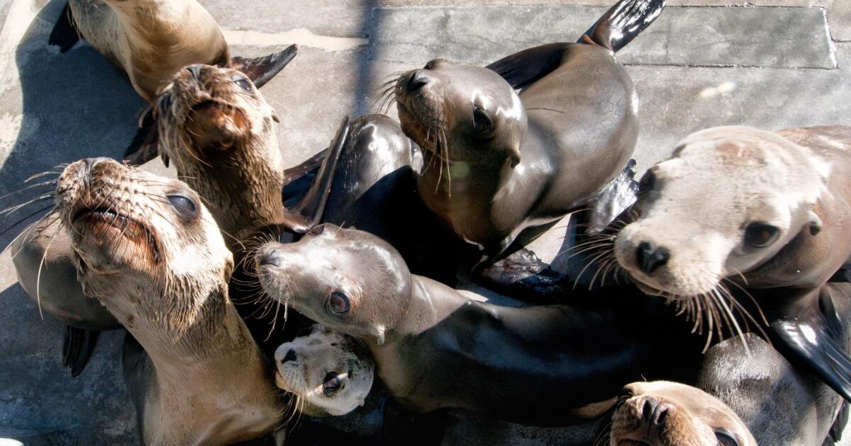 Guest commentary: More seals and sea lions in La Jolla could be a draw for  white sharks - La Jolla Light