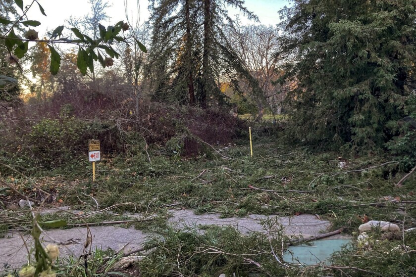 Scattered fallen branches covering the ground