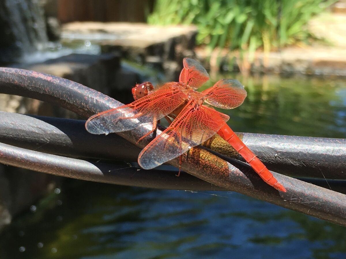 A dragonfly rests on a branch near water.