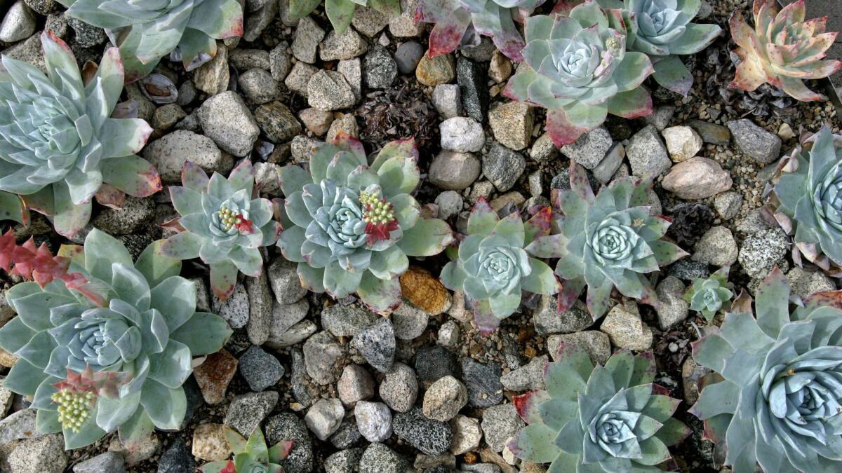 Prosecutors say more than $600,000 worth of Dudleya plants, a succulent prized in Asia, were poached from coastal park areas in Northern California.