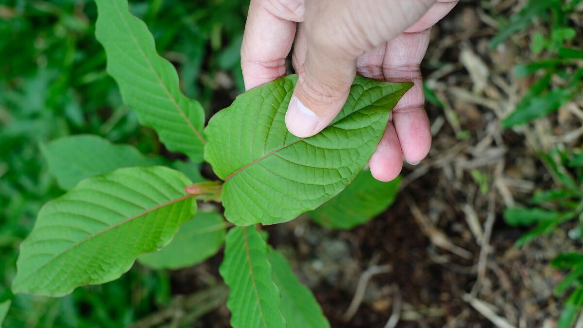 Kratom is Thai herb which encourages health.