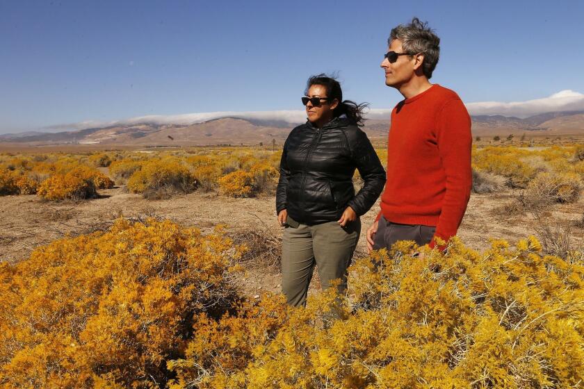 LOS ANGELES, CA - OCTOBER 29, 2018 -Nick Jensen, right, Southern California Conservation Analyst with the California Native Plant Society, and Naomi S. Fraga, Ph.D. Director of Conservation Programs at the Rancho Santa Ana Botanic Garden, in a field of California native plant Rabbit Brush, overlooking the proposed Centennial project of Tejon Ranch on October 29, 2018 after they have been barred from access to the property. Tejon Ranch property formerly barred opponents of its development proposals from access to the property. The Tejon Ranch Conservancy in charge of 240,000 acres of pristine California wilderness considered crucial to wildlife including the California condor is gearing up for a fiscal crisis, prompting concerns about the property?s future stability. Under a 10-year-old agreement, the conservancy was to have been funded through 2021 with interest-free loans from the Tejon Ranch Co., and later with transfer fees from the sale of residential units on the firm?s proposed development projects near Interstate 5 an hour north of Los Angeles. Now, with construction stalled by the Great Recession, legal challenges and regulatory requirements, the conservancy plans to raise operating funds from donors, and shift priorities to save money without jeopardizing safety and key obligations. Complicating its fundraising plans, however, the Tejon Ranch Co. this year formerly barred opponents of its development proposals from access to conservancy. The Tejon Ranch?s blacklist includes the California Native Plant Society, a nonprofit with a membership of 10,000 plant lovers; the nonprofit Santa Ana Botanic Garden in Claremont, the largest garden dedicated to California native plants, and the Eriogonum Society, a small group fascinated by various species of buckwheat. (Al Seib / Los Angeles Times)