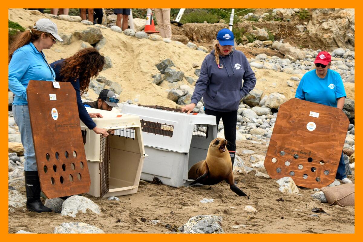 People stand on the beach with animal crates as California sea lions are released back to the wild.