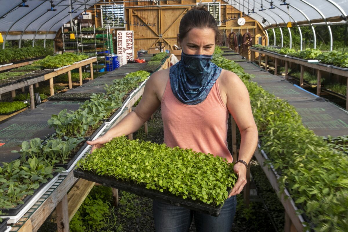 Jamien Richardson moves a tray of baby arugula in a crop house at Spear Spring Farm in Warren, Maine. 