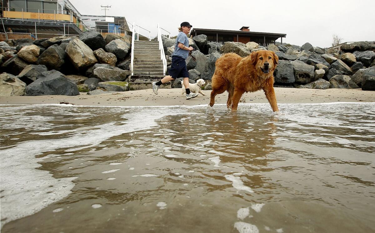 Some beaches along the Southern California coastline allow dogs. Most of them do not.
