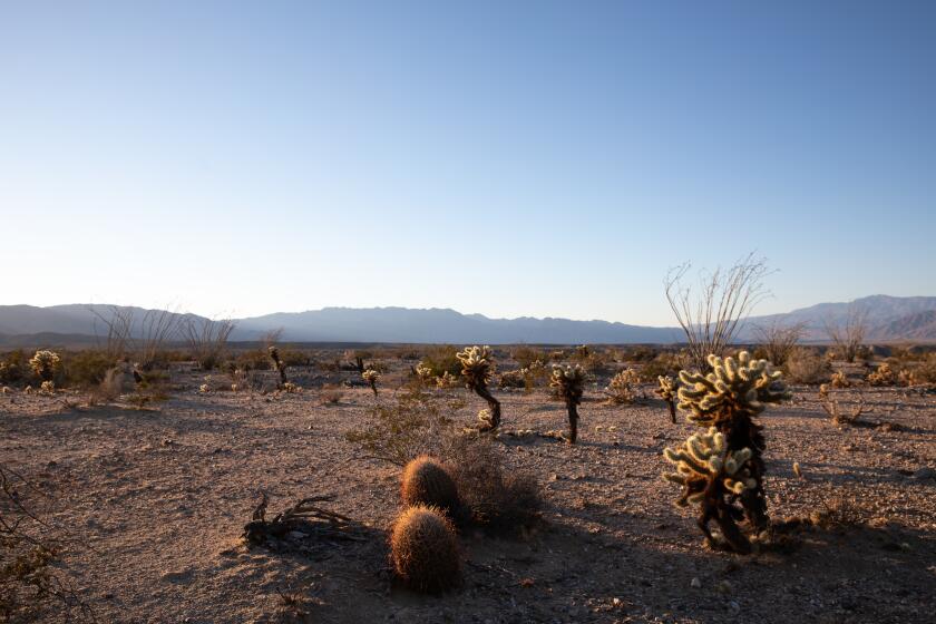 Borrego Springs, California - March 08: Ocotillo, cholla, creosote and other desert plants grow in Anza-Borrego Desert State Park on Tuesday, March 8, 2022 in Borrego Springs, California. (Ana Ramirez / The San Diego Union-Tribune)