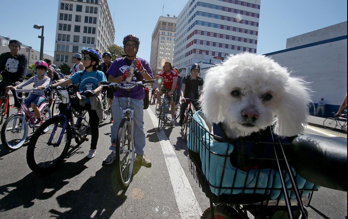 A pooch named Henry hitches a ride for the annual CicLAvia bike festival.