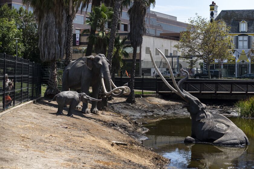 LOS ANGELES, CALIF. - AUGUST 26: Three replica mammoths in the Lake Pit as people wander the grounds at the La Brea Tar Pits and Museum at Hancock Park on Monday, Aug. 26, 2019 in Los Angeles, Calif. (Kent Nishimura / Los Angeles Times)