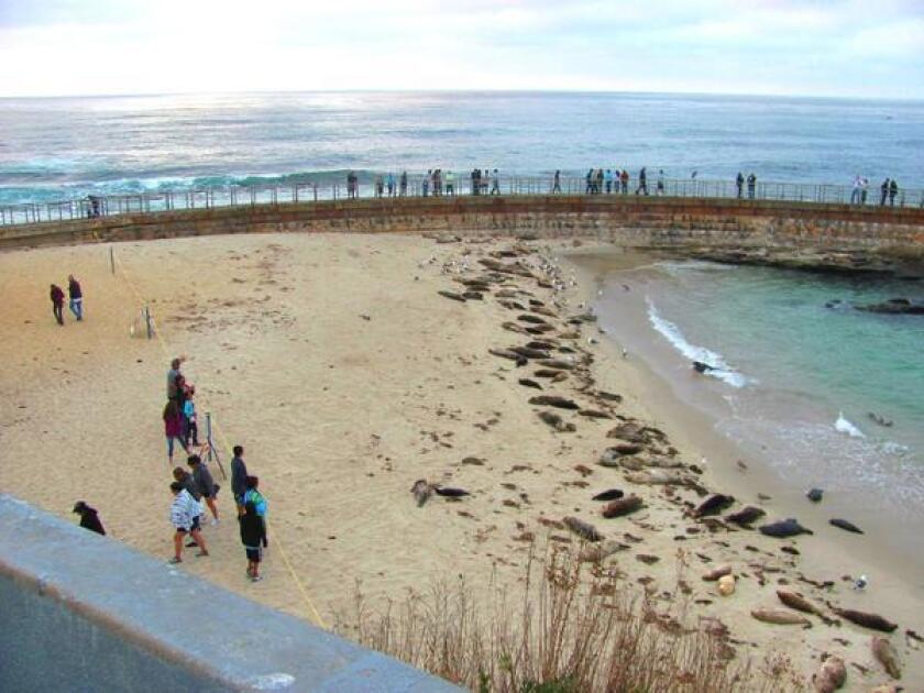 Children's Pool La Jolla