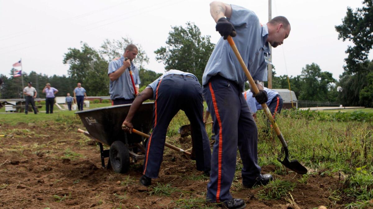Inmates harvest potatoes at Southeastern Correctional Institution in Lancaster, Ohio on Aug. 4, 2009.