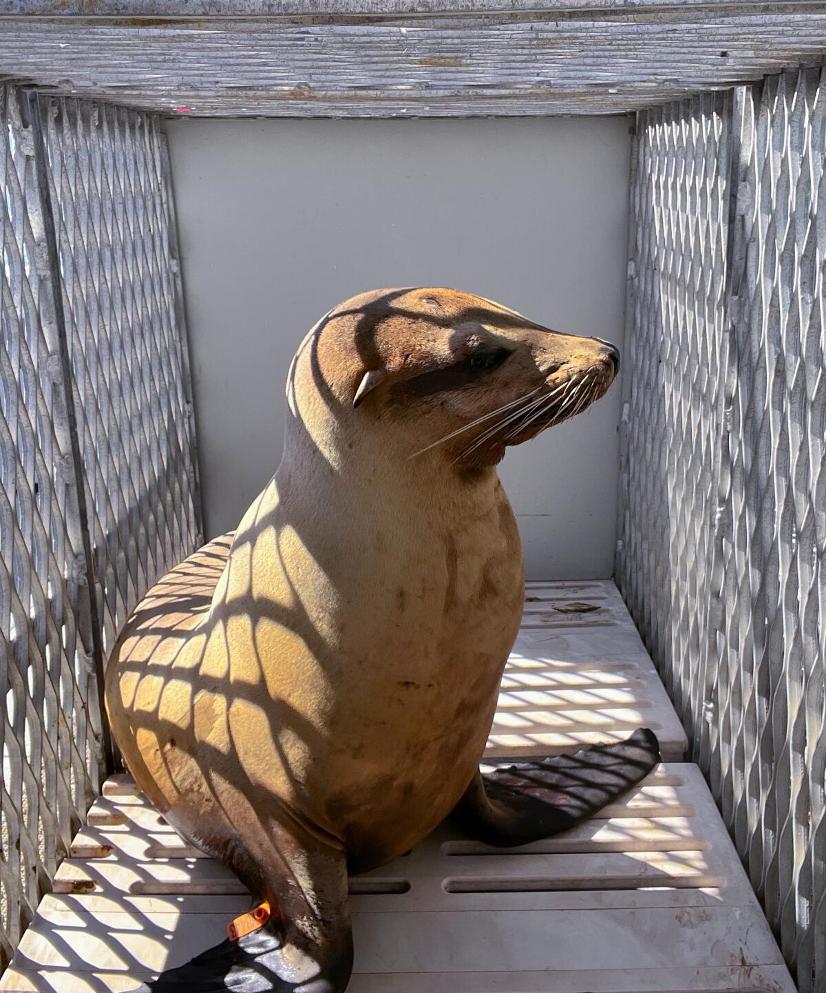 On board SeaWorld’s boat off the coast of San Diego, a recent rescued sea lion, known as ZC2338 is taken out to be released