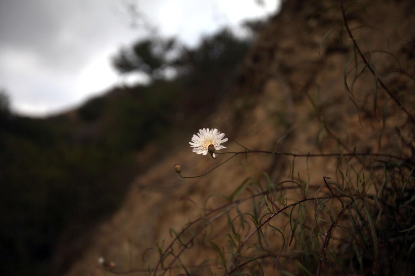 Griffith Park