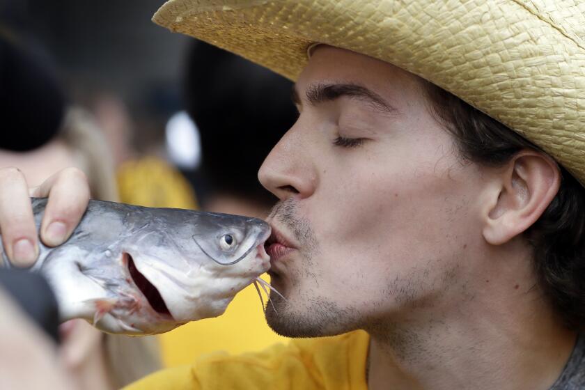 Will Carter, of Calgary, Alberta, Canada kisses a catfish outside the arena before Game 4 of the NHL hockey Stanley Cup Finals between the Nashville Predators and the Pittsburgh Penguins Monday, June 5, 2017, in Nashville, Tenn. Nashville fans have a tradition of throwing catfish on the ice during games. (AP Photo/Mark Humphrey)