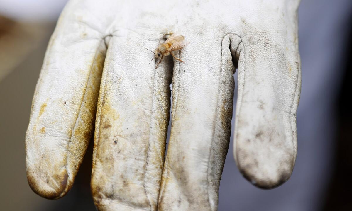 Corrine Powell, of the O.C. Beekeepers Assn., watches a honeybee walk on her glove Wednesday at Centennial Farm.