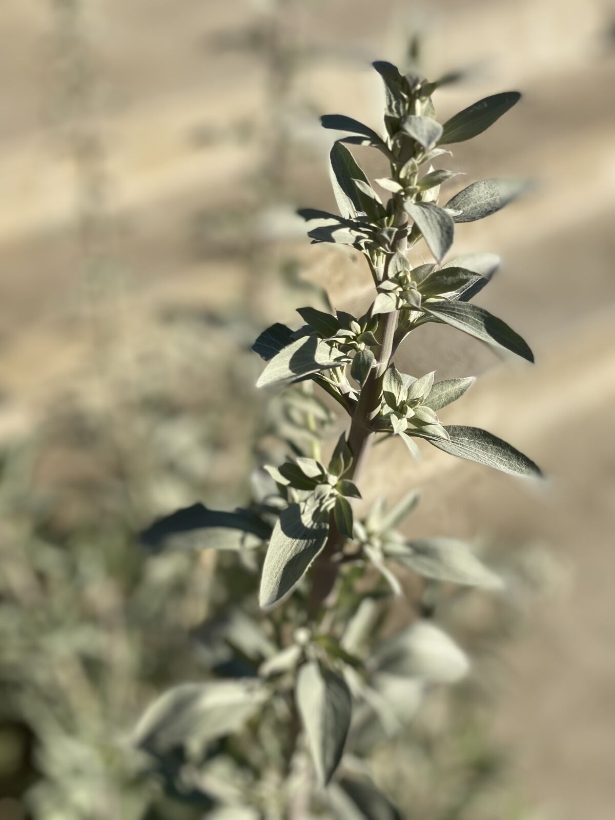 The silvery, pale-green leaves of white sage. 