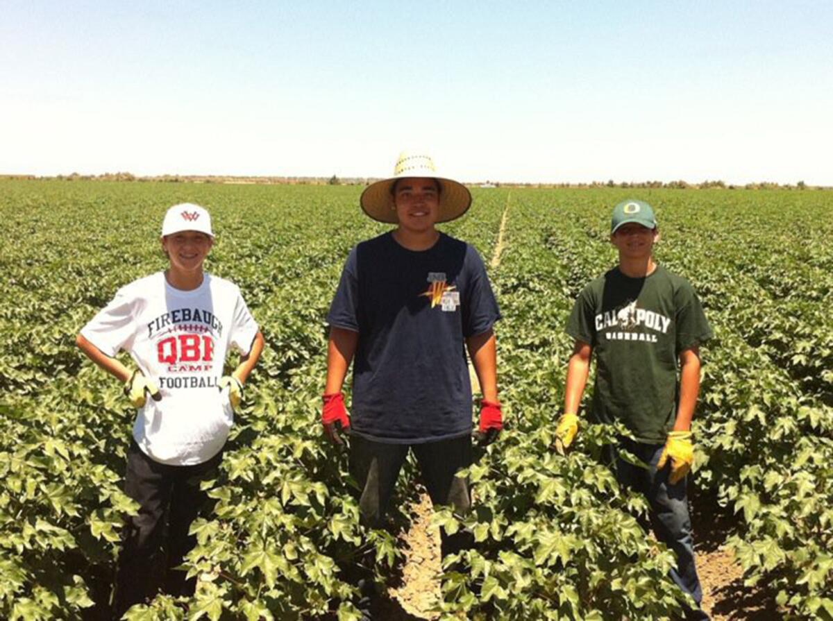 The Allen family's Pima cotton field with Josh, Marcus Espinoza and Jason standing among the crop wearing gloves and hats.