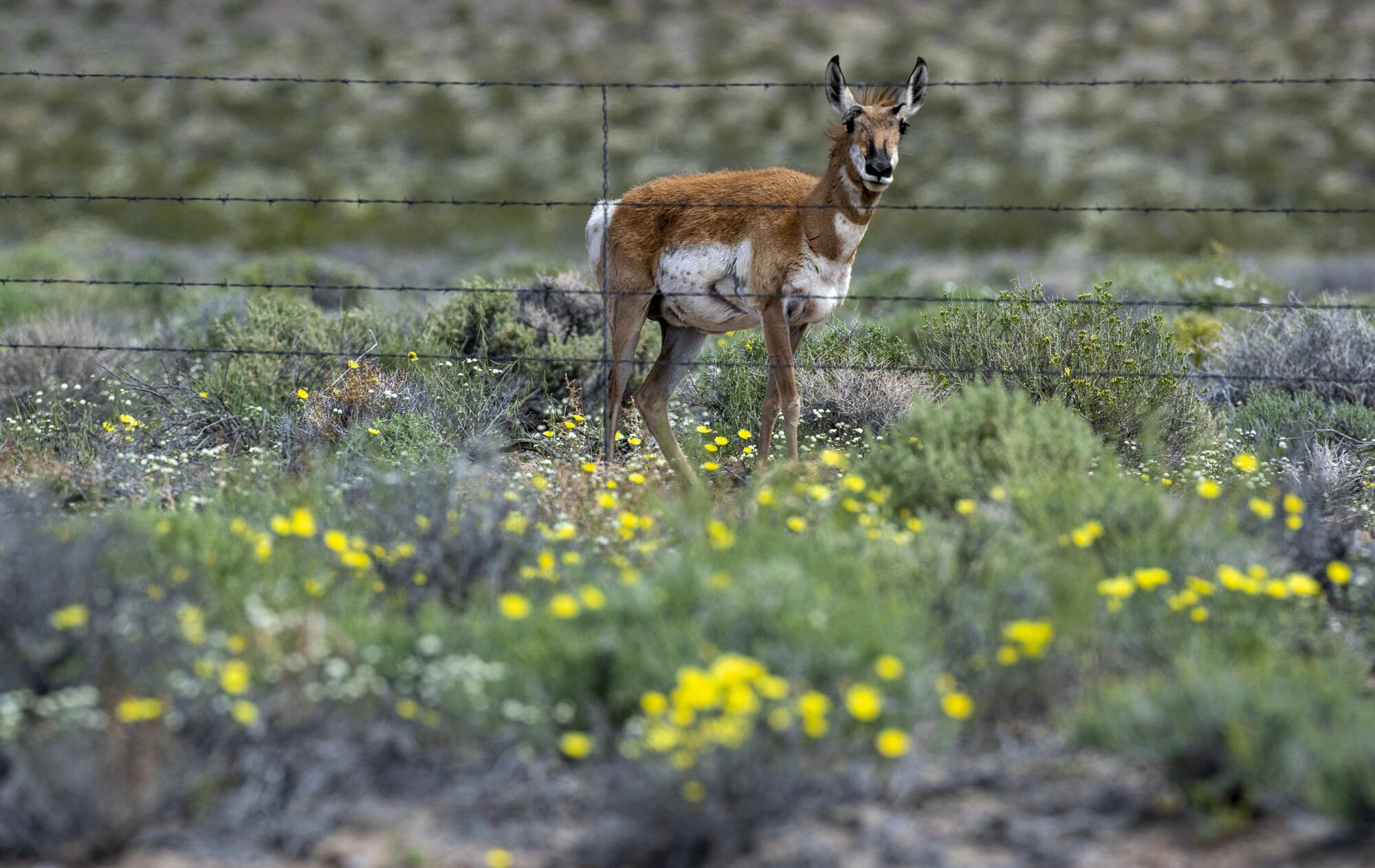 A pronghorn antelope pauses while eating wildflowers along a highway where cattle once grazed near the Mojave Desert town of Beatty, Nev. "Pronghorn are following lush buffets of rain-fed wildflowers," said Laura Cunningham, California director of the nonprofit Western Watersheds Project.