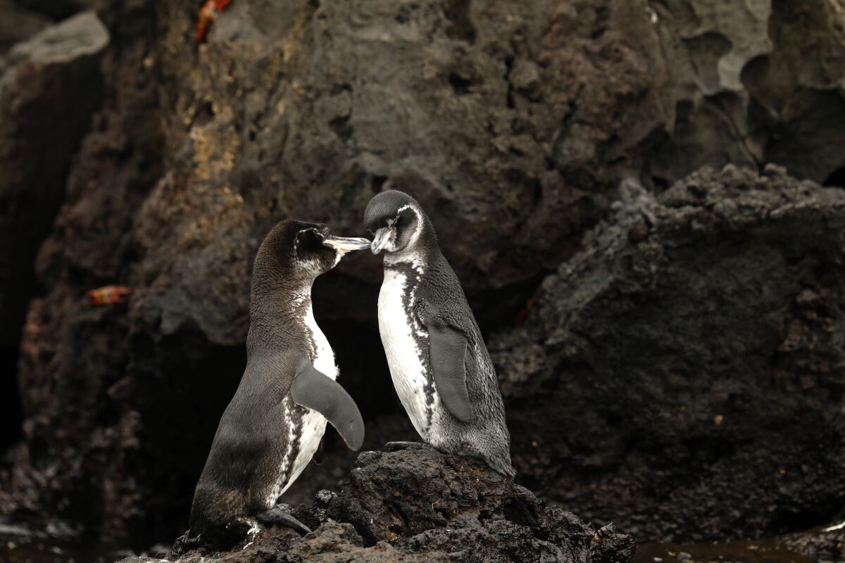 Two penguins rub beaks on the shore of the Galapagos Islands.