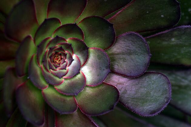 The green and purple of an aeonium rosette. The purple also appears in smoke bush used as a hedge.