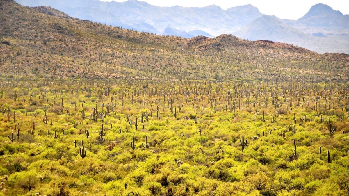 Organ Pipe Cactus National Monument in Arizona, part of Christopher Reynolds' Southwestern road trip centered on Edward Abbey.
