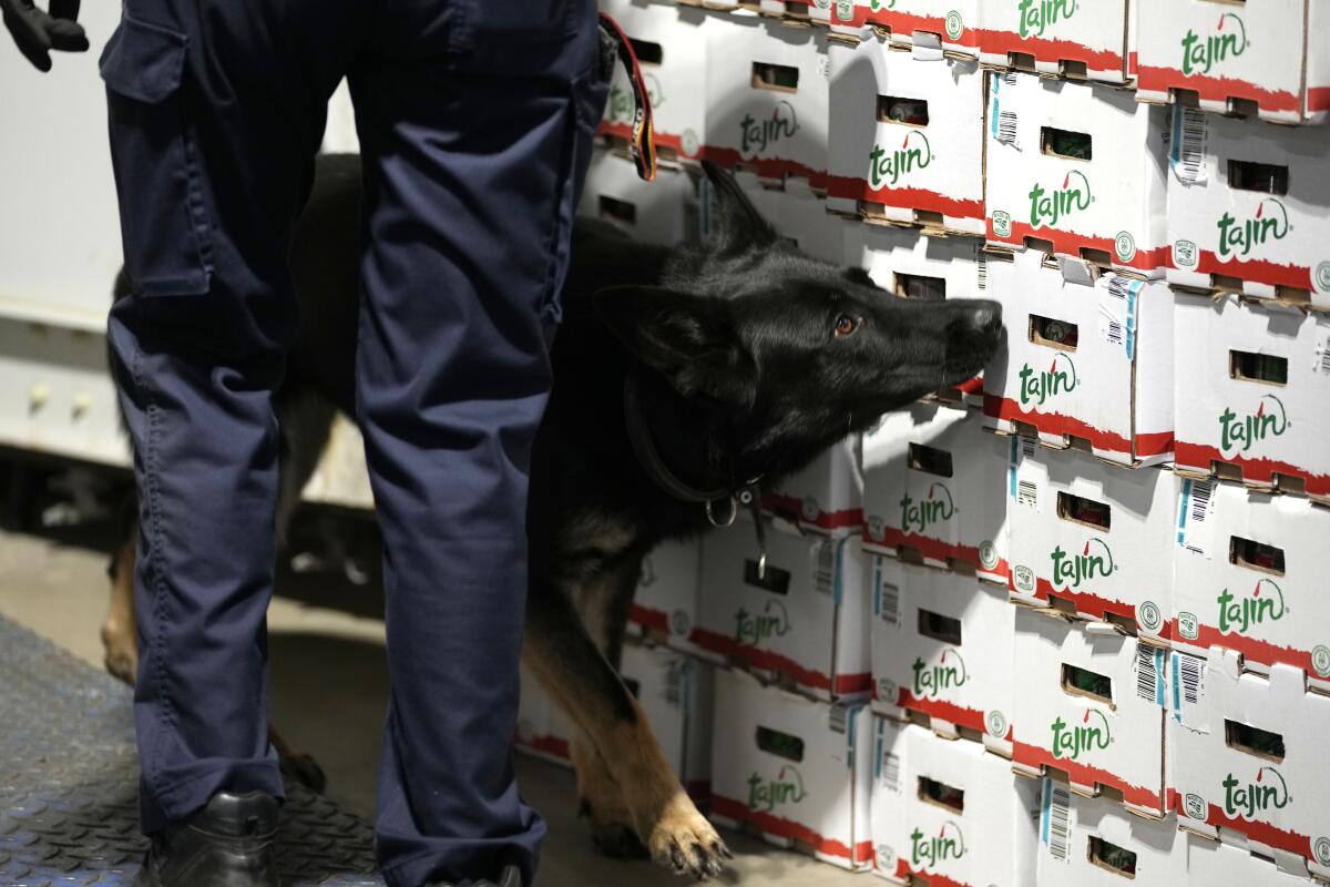 Belgian customs seized record amount of cocaine as EU faces rise in  drug-related violence - The San Diego Union-Tribune