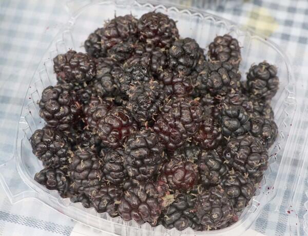 Persian mulberries