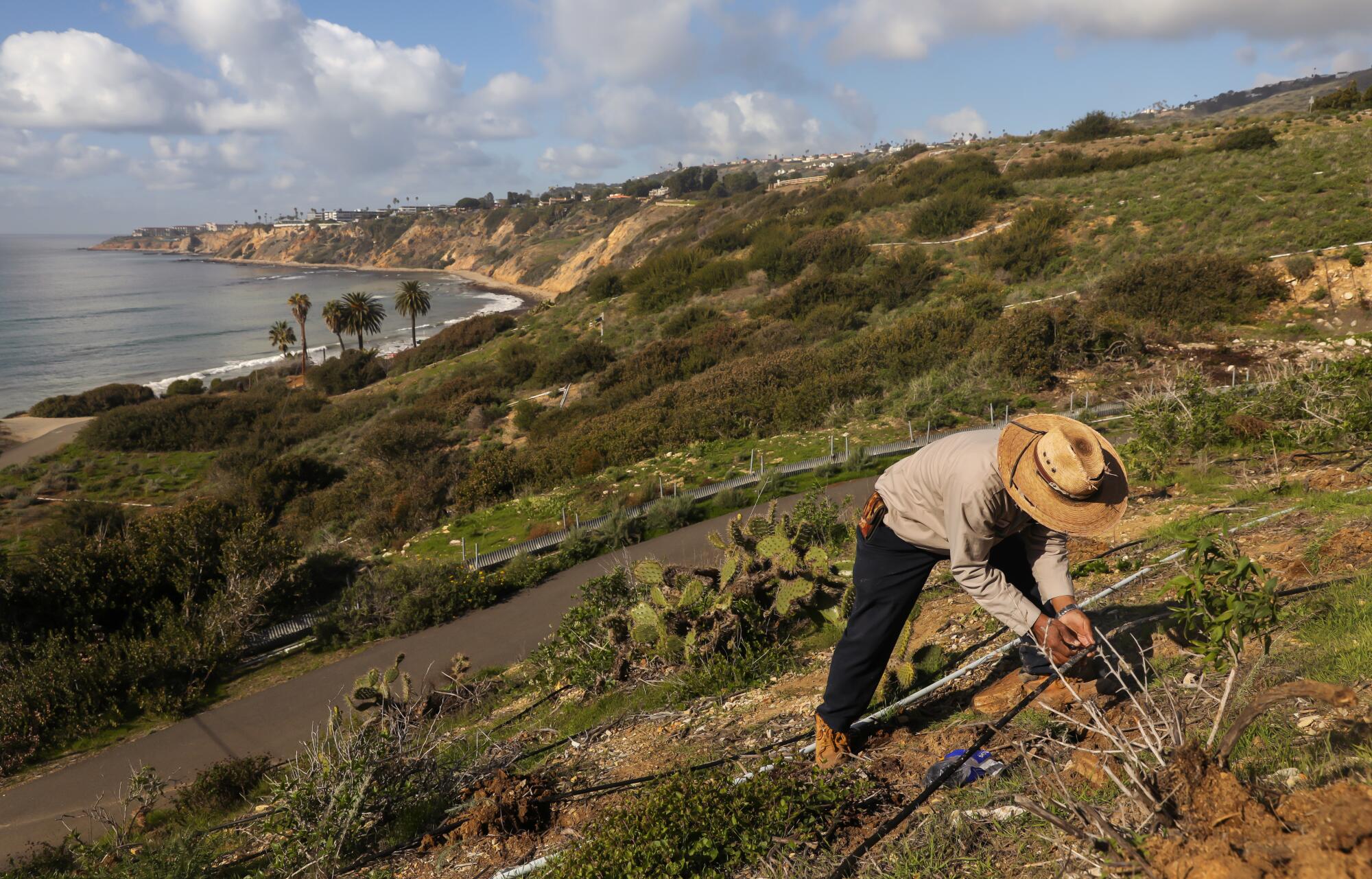 A man in a straw hat tends to a hillside plant along the coast in Rancho Palos Verdes.