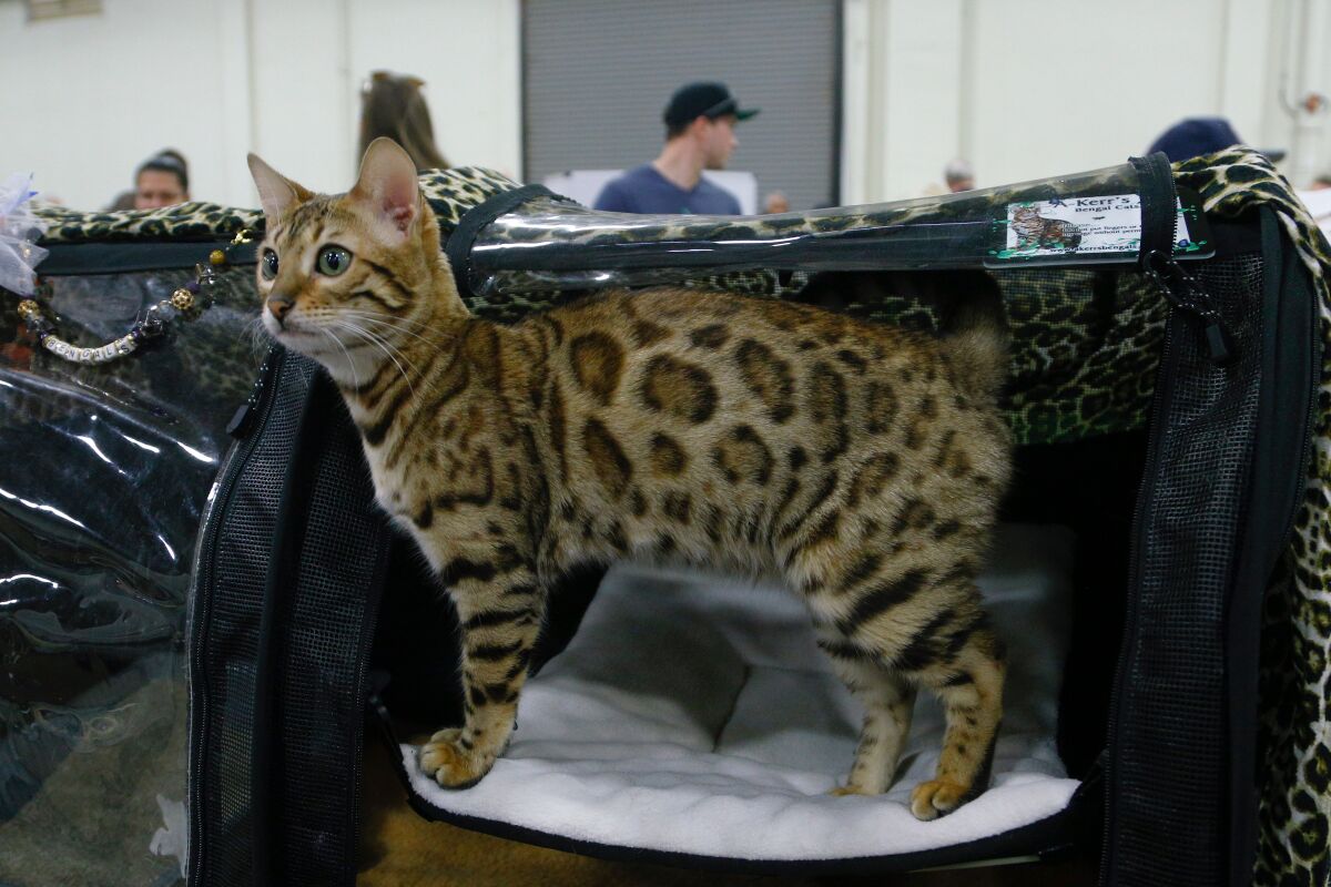 All the way from Ohio, Vanna, a 10-month old brown spotted Bengal waits near her owner Sami Kerr before they head off to compete in the CFA's San Diego Cat Show, "Food and Water Bowl XXVI" held at Del Mar on Sunday.