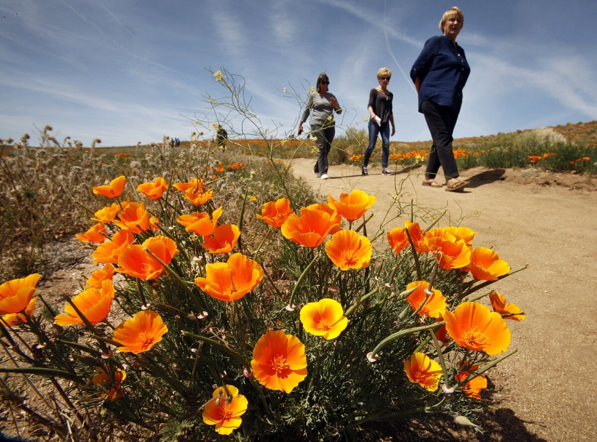 "Walkers had more thoughts, but they also had a higher density of creative thoughts than sitters," said one researcher. Above, hikers in the Antelope Valley Poppy Preserve near Lancaster.